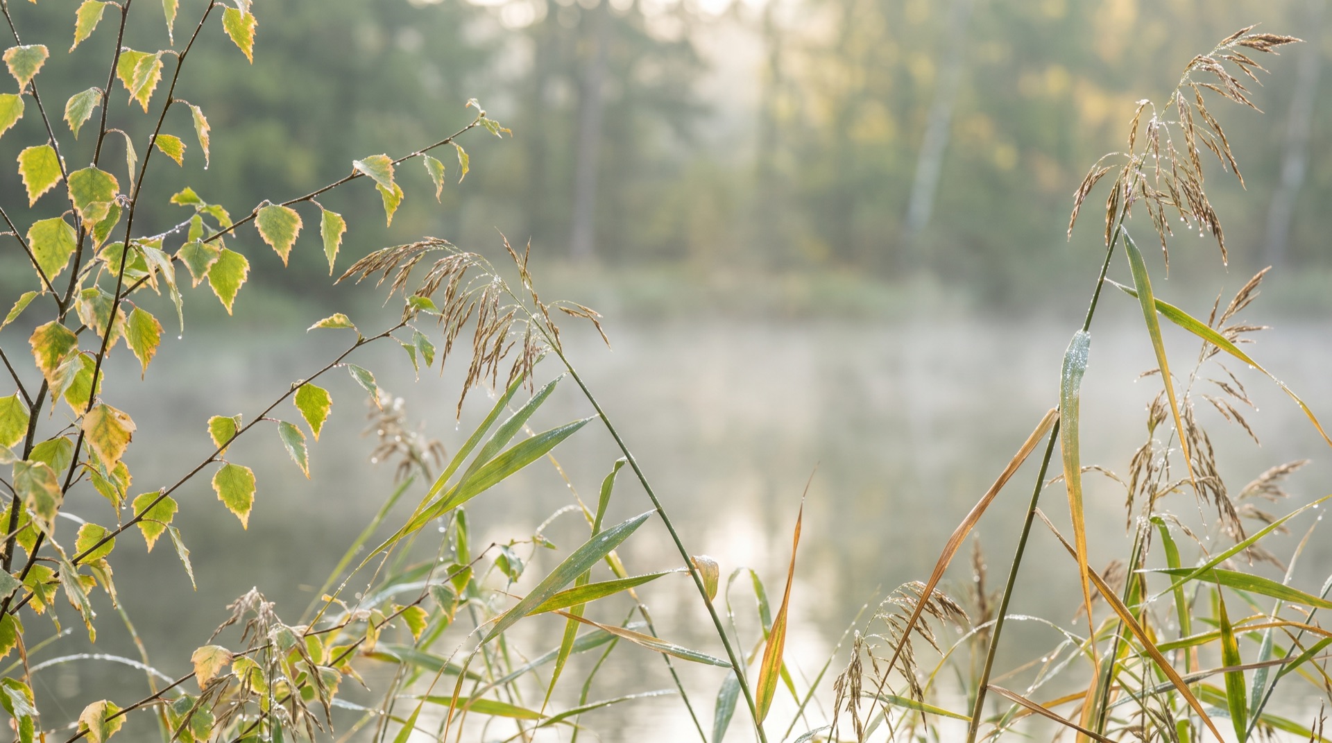 Schilf und Birkenblätter am Seeufer im Morgennebel